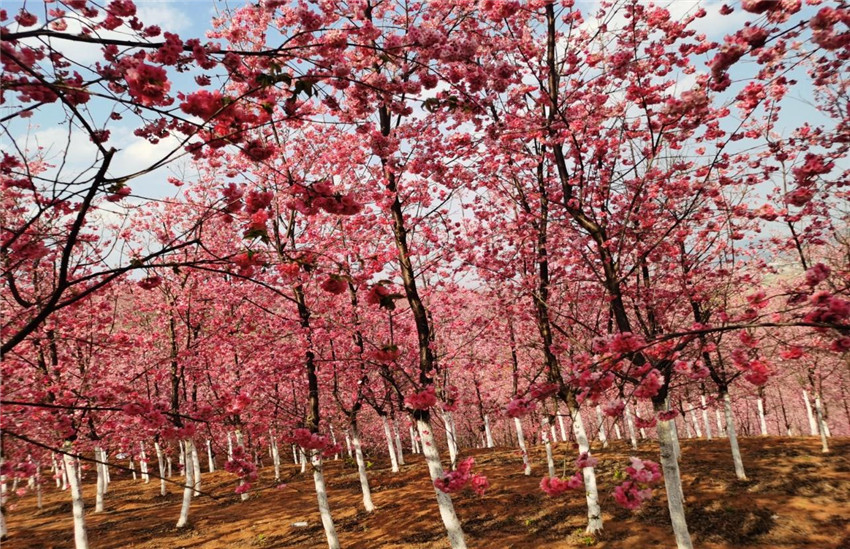 7790必发集团(中国)有限公司-BinG百科